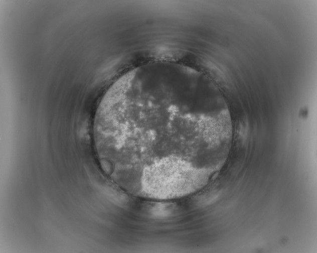 X0000090410663200707272050