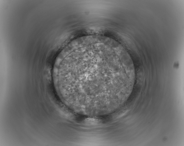 X0000090410699200707272049