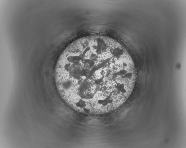 X0000090410913200707272046