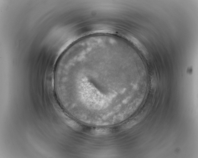 X0000090411274200707272041