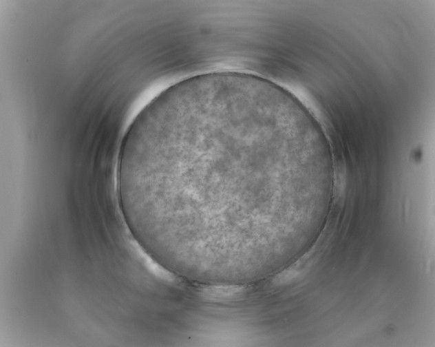 X0000090411294200707272041