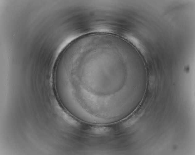 X0000090411331200707272041