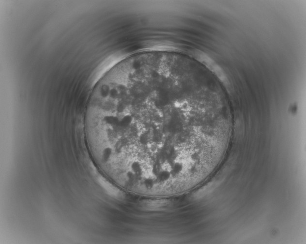 X0000090411425200707272039