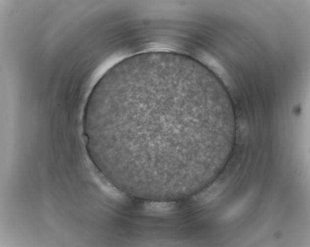 X0000090411427200707272039