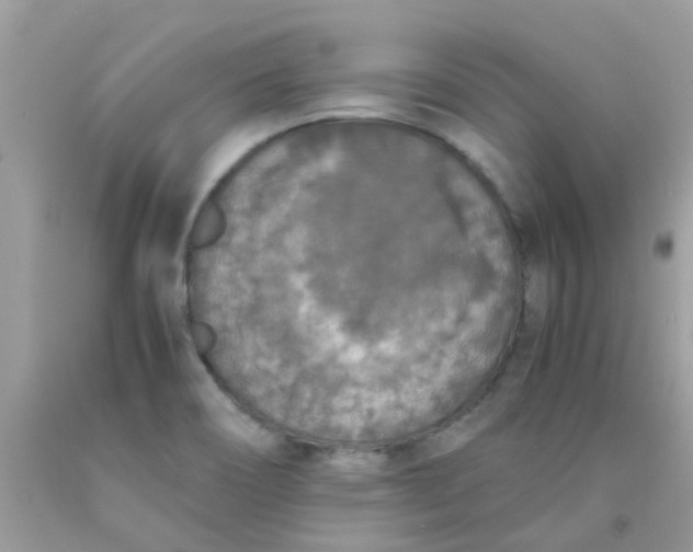 X0000090411466200707272039