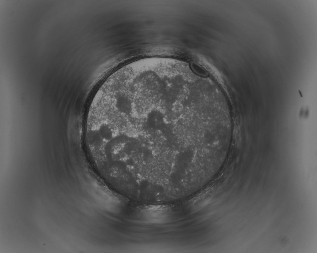 X0000090410059200708031052