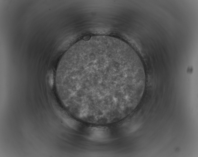 X0000090410069200708031052
