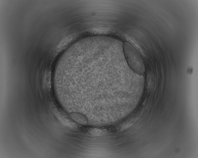 X0000090410494200708031046