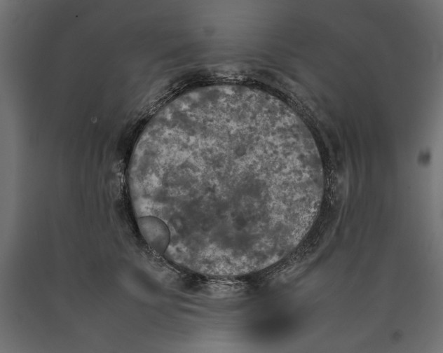 X0000090410707200708031042