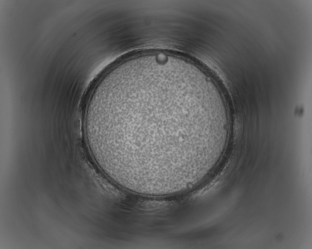 X0000090410925200708031039