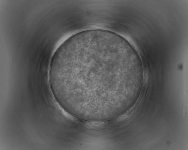 X0000090411294200708031034