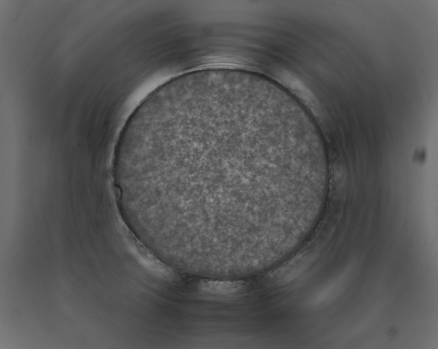 X0000090411427200708031032
