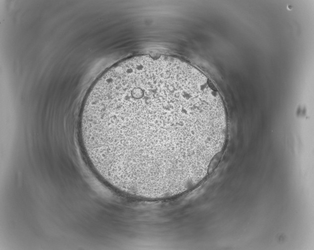 X0000090410049200708101929