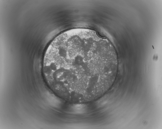 X0000090410059200708101929