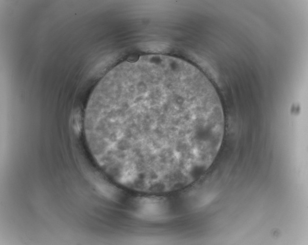 X0000090410069200708101929