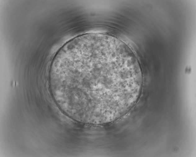 X0000090410337200708101924