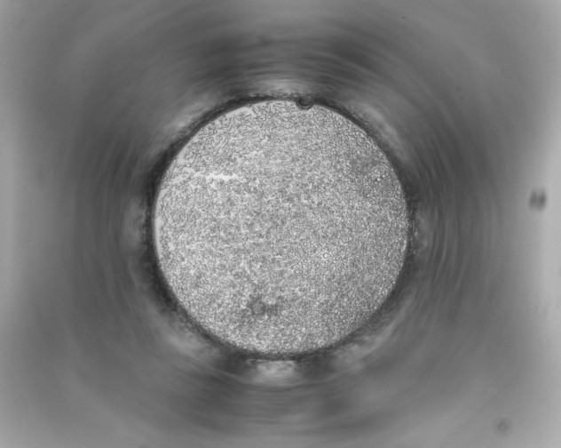 X0000090410355200708101925