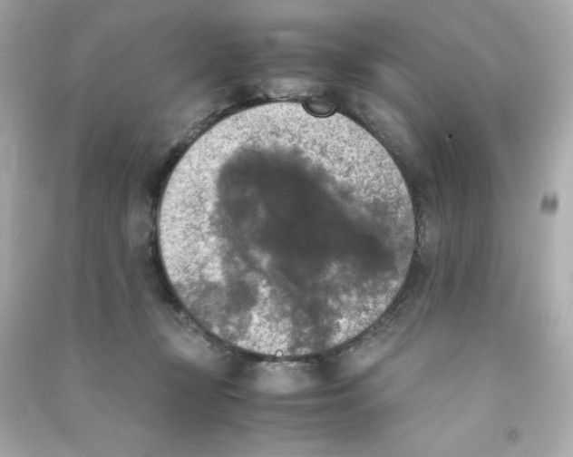 X0000090410367200708101925