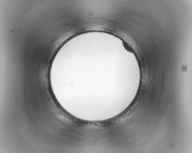 X0000090410386200708101924