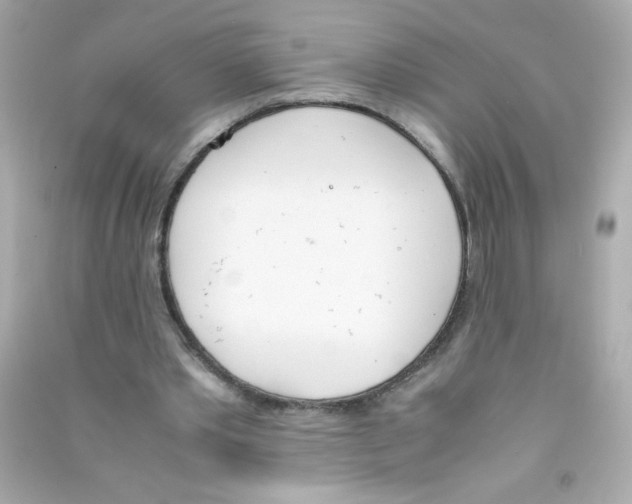 X0000090410389200708101924