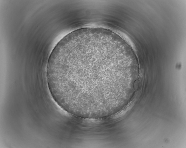 X0000090410855200708101918