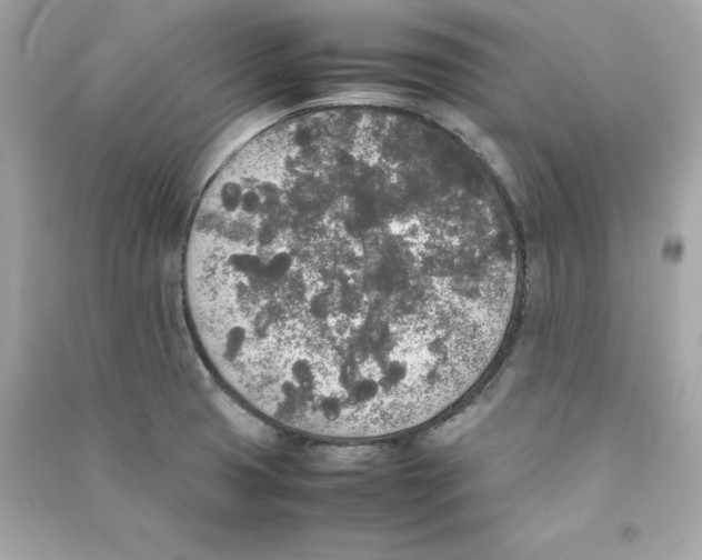 X0000090411425200708101909