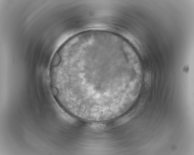 X0000090411466200708101909