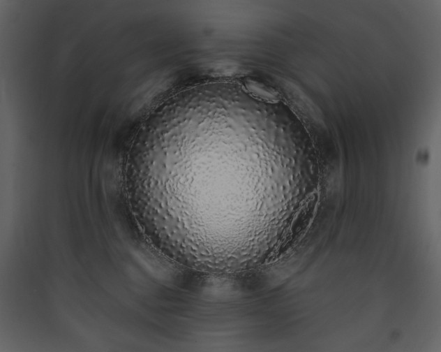 X0000090420376200707131214