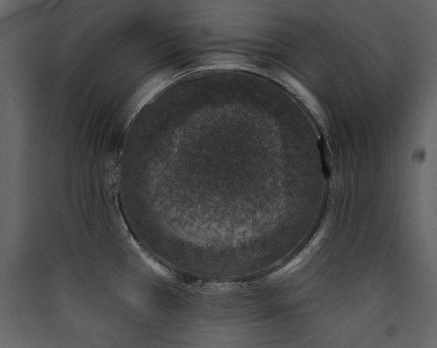 X0000090421385200707131159