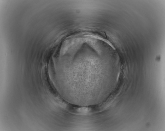 X0000090420225200707272117