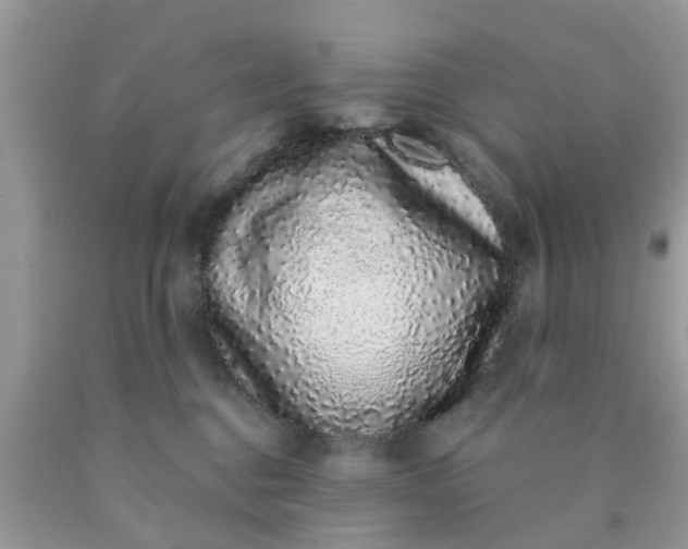 X0000090420376200707272115