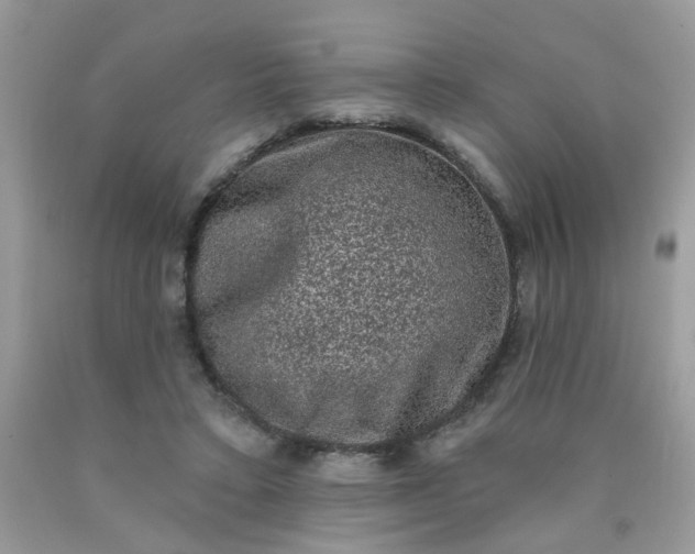 X0000090420403200707272115