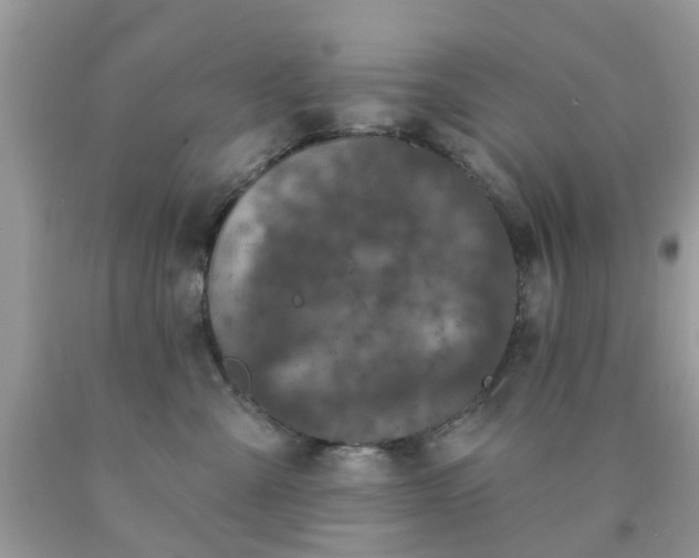 X0000090420427200707272114