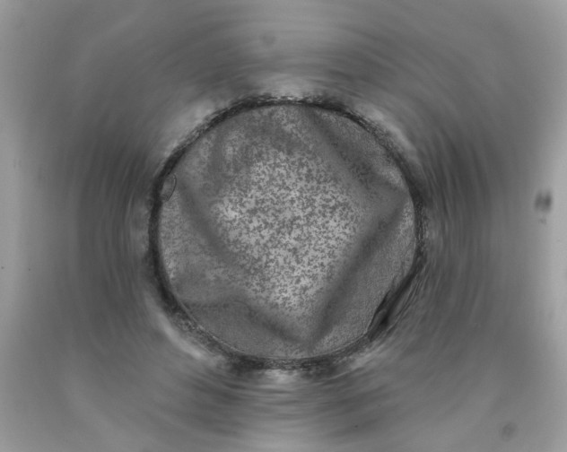 X0000090420496200707272114