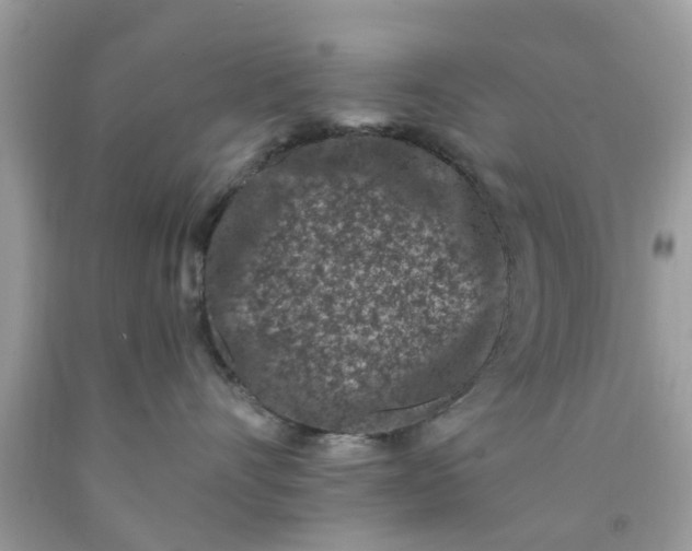 X0000090420528200707272113