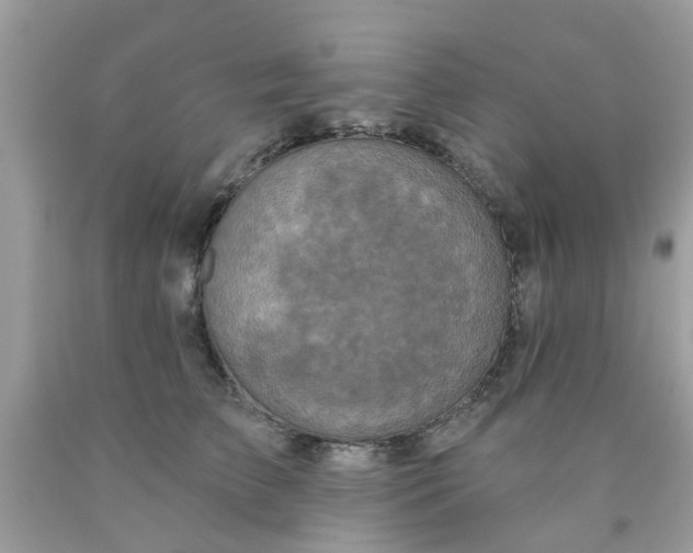 X0000090420709200707272111