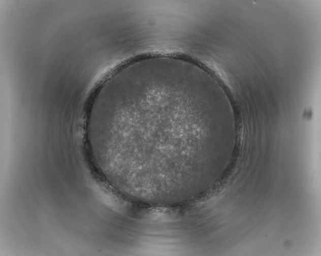 X0000090420736200707272110