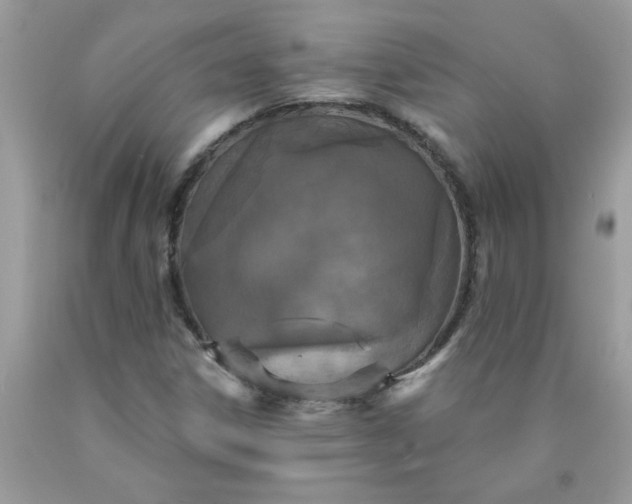 X0000090421306200707272102