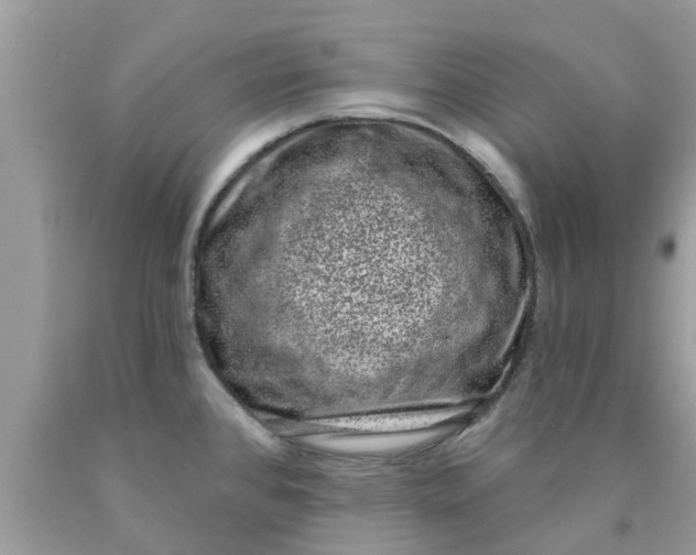 X0000090421384200707272101