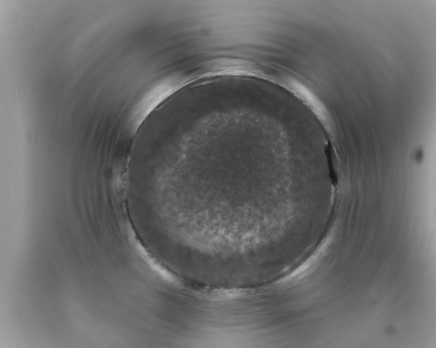 X0000090421385200707272101