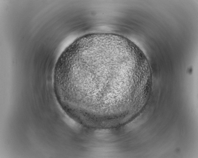 X0000090421477200707272100