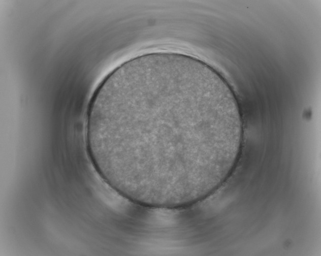 X0000090421514200707272100