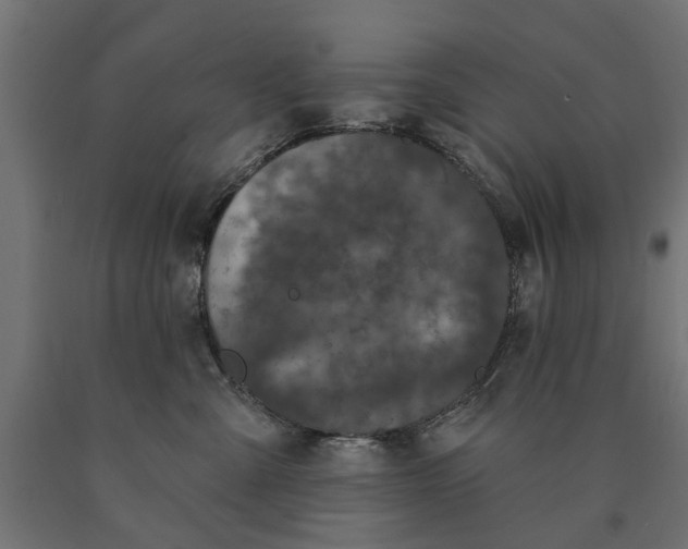 X0000090420427200708031110