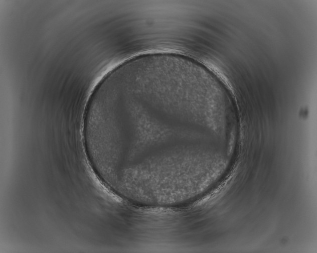 X0000090420797200708031105