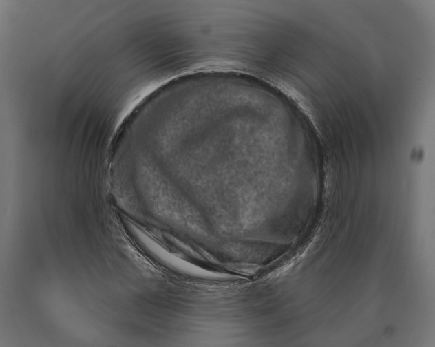 X0000090420973200708031102