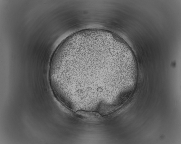 X0000090421245200708031059