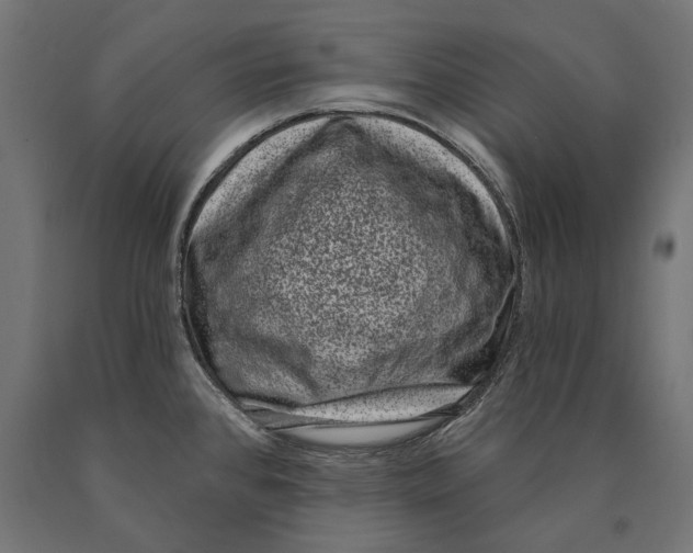 X0000090421384200708031056