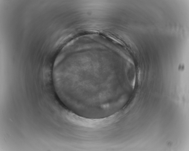 X0000090420035200708101953