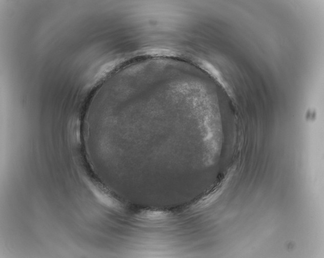 X0000090420205200708101950