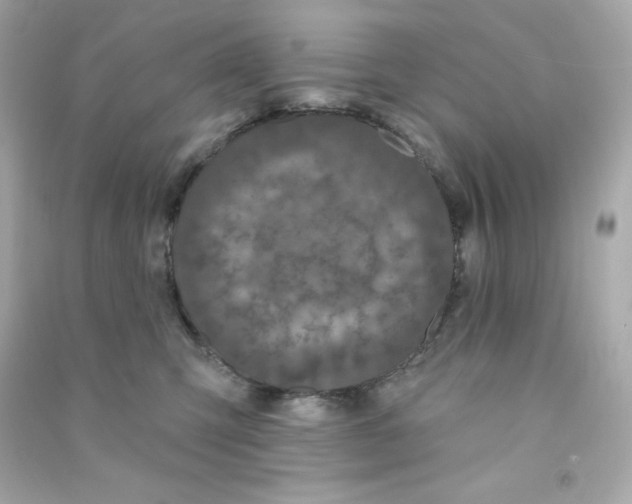 X0000090420423200708101947